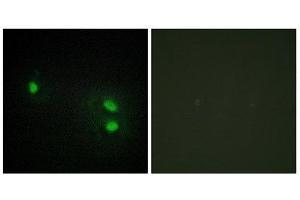 Immunofluorescence (IF) image for anti-Histone H2B (N-Term) antibody (ABIN1849874) (Histone H2B 抗体  (N-Term))