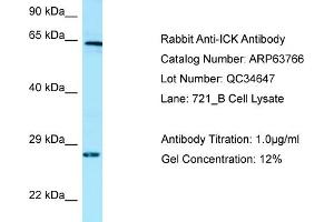 Western Blotting (WB) image for anti-Intestinal Cell (MAK-Like) Kinase (ICK) (C-Term) antibody (ABIN970927) (ICK 抗体  (C-Term))