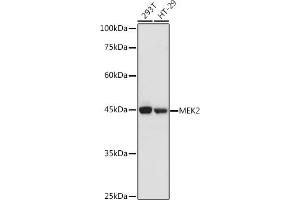 Western blot analysis of extracts of various cell lines, using MEK2 antibody (ABIN7268640) at 1:1000 dilution. (MEK2 抗体  (AA 1-100))