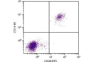 Human peripheral blood lymphocytes were stained with Mouse Anti-Human CD20-FITC. (CD20 抗体  (FITC))