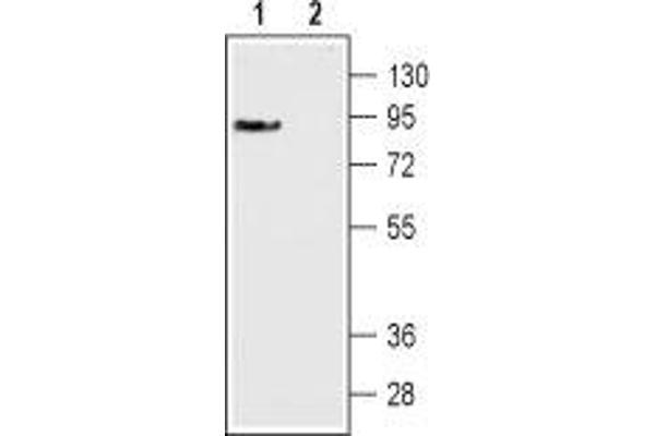 DRD3 抗体  (Extracellular, N-Term)