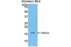 Western Blotting (WB) image for anti-Lysozyme (LYZ) (AA 18-147) antibody (ABIN1859733) (LYZ 抗体  (AA 18-147))