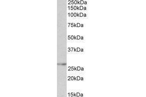 Antibody (0. (NMNAT3 抗体  (Internal Region))