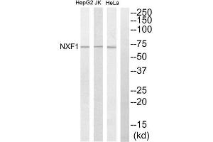Western Blotting (WB) image for anti-Nuclear RNA Export Factor 1 (NXF1) (N-Term) antibody (ABIN1850043) (NXF1 抗体  (N-Term))