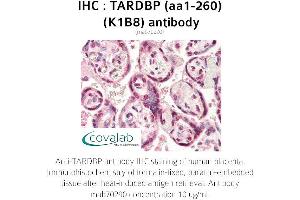 Image no. 1 for anti-TAR DNA Binding Protein (TARDBP) (AA 1-260) antibody (ABIN1723216) (TARDBP 抗体  (AA 1-260))
