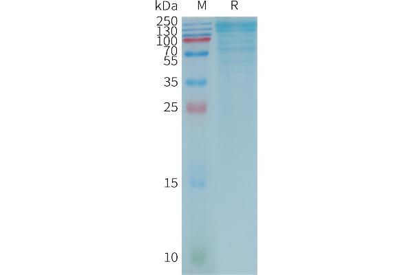 LGALS3BP Protein (AA 1-585) (DYKDDDDK Tag)