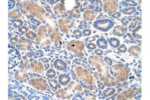 WWP2 antibody was used for immunohistochemistry at a concentration of 4-8 ug/ml to stain Epithelial cells of renal tubule (arrows) in Human Kidney. (WWP2 抗体  (Middle Region))