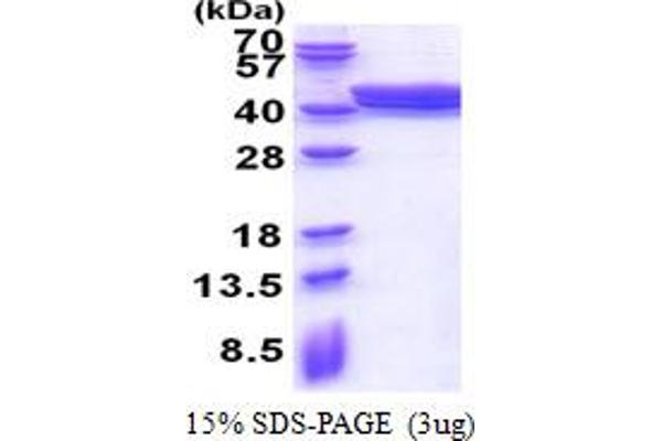 Acad8 Protein (AA 23-415) (His tag)