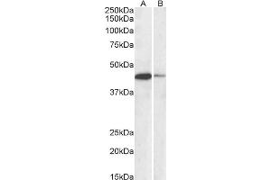 Western Blotting (WB) image for anti-cAMP Responsive Element Binding Protein 1 (CREB1) (AA 96-109) antibody (ABIN5859598) (CREB1 抗体  (AA 96-109))