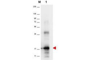 Image no. 1 for anti-Interleukin 33 (IL33) antibody (ABIN1102495) (IL-33 抗体)