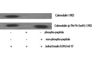 Western Blot analysis of various cells using Calmodulin Polyclonal Antibody diluted at 1:2000. (Calmodulin 1 抗体)