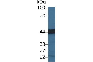 Western Blot; Sample: Mouse Lymph node lysate; Primary Ab: 3µg/ml Rabbit Anti-Mouse CPA3 Antibody Second Ab: 0. (CPA3 抗体  (AA 16-417))