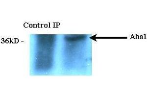 Immunoprecipitation analysis using Rat Anti-Aha1 Monoclonal Antibody, Clone 25F2. (AHSA1 抗体  (FITC))