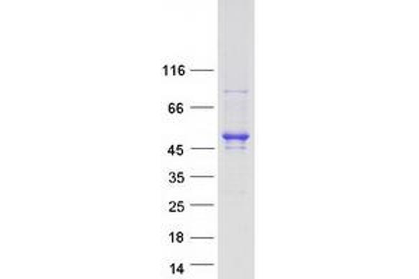 CDC42EP4 Protein (Myc-DYKDDDDK Tag)