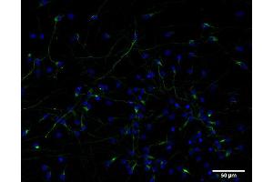 Indirect immunostaining of PFA fixed human IPSC derived neurons (developmental stage N36, dilution 1 : 500; green). (Nestin 抗体)