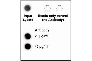 hTERT antibody QC by northern analysis. (hTERT 抗体)