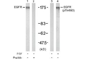 Image no. 1 for anti-Epidermal Growth Factor Receptor (EGFR) (Thr693) antibody (ABIN197415) (EGFR 抗体  (Thr693))