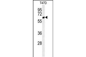 Western blot analysis of CLPB Antibody in T47D cell line lysates (35ug/lane) (CLPB 抗体  (C-Term))