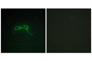 Immunofluorescence (IF) image for anti-Neurofibromin 1 (NF1) (Internal Region) antibody (ABIN1850489) (Neurofibromin 1 抗体  (Internal Region))