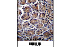 ATP1B3 Antibody immunohistochemistry analysis in formalin fixed and paraffin embedded human stomach tissue followed by peroxidase conjugation of the secondary antibody and DAB staining. (ATP1B3 抗体  (C-Term))