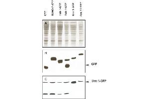 Immunoblot of Urm1 fusion protein. (Urm1 抗体)