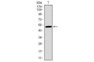 Image no. 1 for anti-Ubiquitin B (UBB) antibody (ABIN1501611) (Ubiquitin B 抗体)