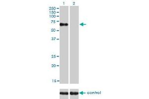 Western Blotting (WB) image for anti-Nuclear Receptor Subfamily 1, Group D, Member 1 (NR1D1) (AA 1-614) antibody (ABIN564127)