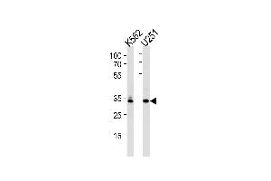 Western blot analysis in K562,U251 cell line lysates (35ug/lane). (TBP 抗体  (AA 210-239))