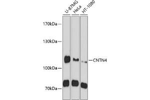 Western blot analysis of extracts of various cell lines, using CNTN4 antibody  at 1:1000 dilution. (Contactin 4 抗体  (AA 448-697))