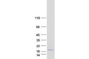 Validation with Western Blot (FXYD7 Protein (Myc-DYKDDDDK Tag))