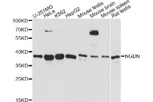 Western blot analysis of extracts of various cell lines, using NGDN antibody (ABIN6293911) at 1:3000 dilution. (NGDN 抗体)