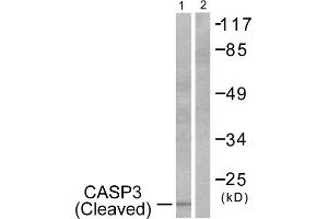 Western Blotting (WB) image for anti-Caspase 3 (CASP3) (Cleaved-Asp175) antibody (ABIN1853450) (Caspase 3 抗体  (Cleaved-Asp175))