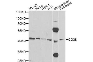 Western blot analysis of extracts of various cell lines, using CD38 Antibody (ABIN1871623) at 1:500 dilution. (CD38 抗体)