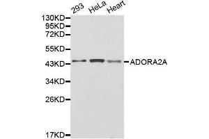 Western blot analysis of extracts of various cell lines, using ADORA2A antibody. (Adenosine A2a Receptor 抗体  (AA 100-200))