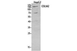 Western Blot (WB) analysis of HepG2 cells using COL5A2 Polyclonal Antibody. (COL5A2 抗体  (Internal Region))