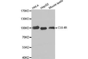 Western blot analysis of extracts of various cell lines, using CUL4B antibody (ABIN5973645). (Cullin 4B 抗体)