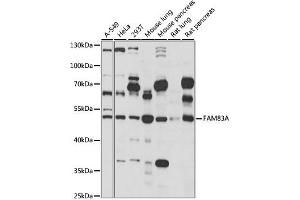 Western blot analysis of extracts of various cell lines, using FAM83A antibody (ABIN6294146) at 1:1000 dilution. (FAM83A 抗体)