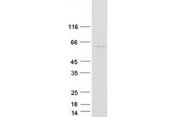 MPND Protein (Myc-DYKDDDDK Tag)