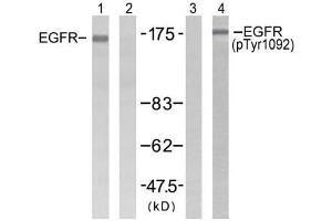 Western blot analysis of extracts from H (EGFR 抗体  (pTyr1092))