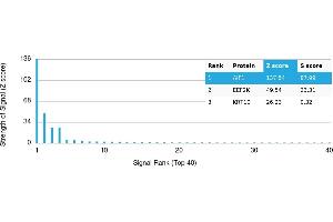 Protein Array (PAr) image for anti-Ionized Calcium-binding Adapter Molecule 1 (IBA1) antibody (ABIN7456194) (Iba1 抗体)