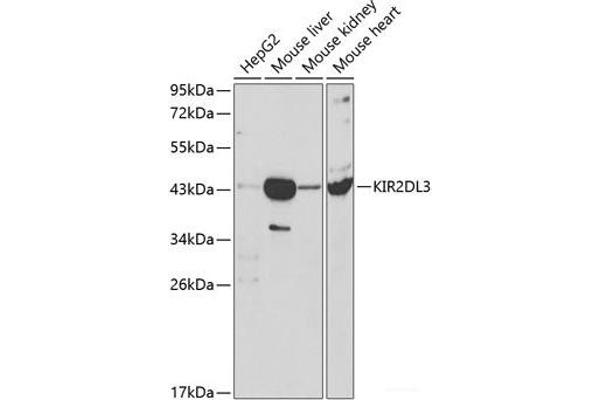 KIR2DL3 抗体