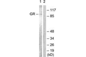 Western blot analysis of extracts from Jurkat cells, treated with EGF 200ng/ml 15', using GR (Ab-226) Antibody. (GR (AA 201-250) 抗体)