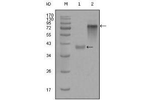 Western blot analysis using anti-KRT19 monoclonal antibody against truncated KRT19-His recombinant protein (1) and full-length KRT19(aa1-400)-hIgGFc transfected CHO-K1 cell lysate(2). (Cytokeratin 19 抗体)