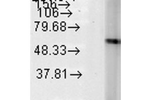 Western Blot analysis of Human Heat Shocked HeLa cell lysates showing detection of Hsp60 protein using Mouse Anti-Hsp60 Monoclonal Antibody, Clone LK-2 . (HSPD1 抗体  (PE))