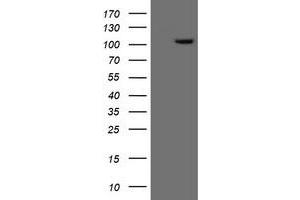 Image no. 1 for anti-Excision Repair Cross-Complementing Rodent Repair Deficiency, Complementation Group 4 (ERCC4) antibody (ABIN1498074) (ERCC4 抗体)