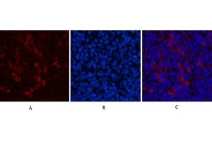 Immunofluorescence analysis of mouse spleen tissue. (beta Catenin 抗体)