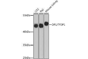 Western blot analysis of extracts of various cell lines, using DP1/DP1/TFDP1 antibody (ABIN6130313, ABIN6149038, ABIN6149040 and ABIN6221075) at 1:3000 dilution. (DP1 抗体  (AA 1-290))