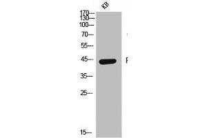 Western Blot analysis of KB cells using CD155 Polyclonal Antibody (Poliovirus Receptor 抗体  (Internal Region))