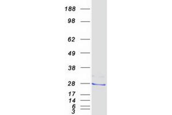 PGRMC2 Protein (Myc-DYKDDDDK Tag)