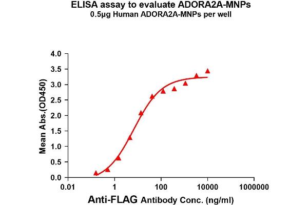 Adenosine A2a Receptor Protein (ADORA2A)